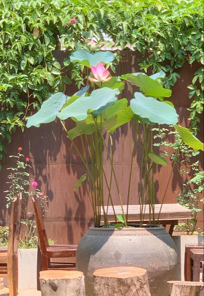 Tự Nguyện